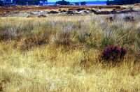 foto: Staatsbosbeheer
